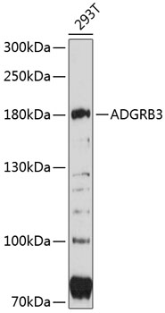 ADGRB3 Polyclonal Antibody (E-AB-90315)