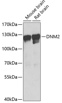 DNM2 Polyclonal Antibody (E-AB-65563)