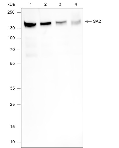 Recombinant SA2 Monoclonal Antibody (AN301918L)