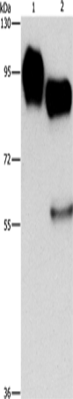 CD54 Polyclonal Antibody (E-AB-14711)