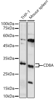 CD8A Polyclonal Antibody (E-AB-68280)