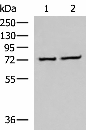 CSTF3 Polyclonal Antibody (E-AB-19097)