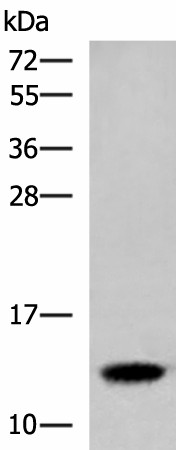 HBE1 Polyclonal Antibody (E-AB-18898)