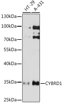 CYBRD1 Polyclonal Antibody (E-AB-91733)