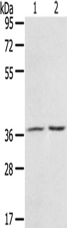 PDLIM4 Polyclonal Antibody (E-AB-15349)