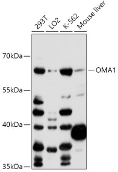 OMA1 Polyclonal Antibody (E-AB-90845)