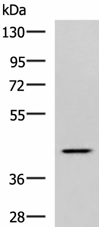 SYT2 Polyclonal Antibody (E-AB-53274)