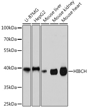 HIBCH Polyclonal Antibody (E-AB-91707)
