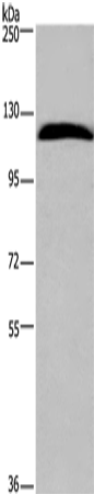 IPO7 Polyclonal Antibody (E-AB-16521)