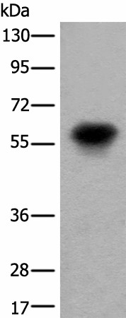 CDT1 Polyclonal Antibody (E-AB-19686)