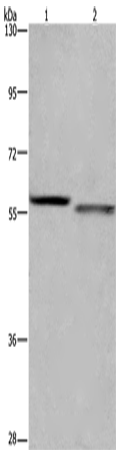 FRK Polyclonal Antibody (E-AB-11246)