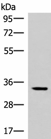 FOSL2 Polyclonal Antibody (E-AB-52151)