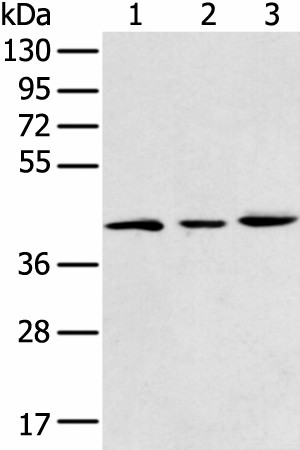 DCX Polyclonal Antibody (E-AB-19408)
