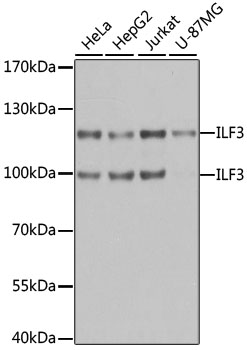 ILF3 Polyclonal Antibody (E-AB-60693)