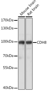 CDH8 Polyclonal Antibody (E-AB-92120)