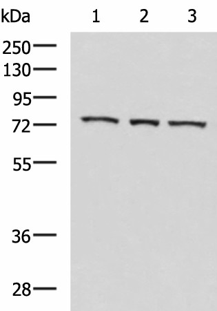 ABI2 Polyclonal Antibody (E-AB-52174)