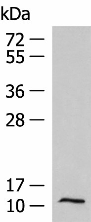 PCBD1 Polyclonal Antibody (E-AB-53015)