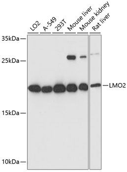 LMO2 Polyclonal Antibody (E-AB-65388)