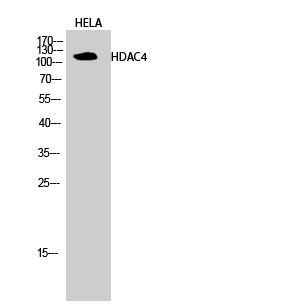 HDAC4 Polyclonal Antibody (E-AB-31646)