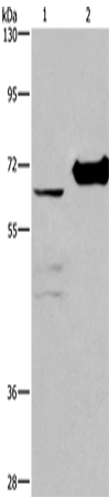 CHDH Polyclonal Antibody (E-AB-11079)