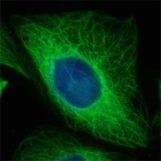 Alexa Fluor® 488 anti-Tubulin β 3 (TUBB3) Antibody (Previously Covance catalog# A488-435L) (801203)