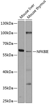 NFKBIE Polyclonal Antibody (E-AB-92870)