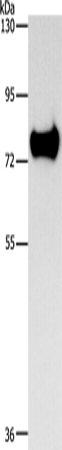 SYN1 Polyclonal Antibody (E-AB-16083)