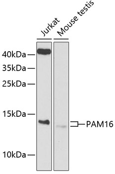 PAM16 Polyclonal Antibody (E-AB-93009)