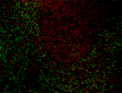 Alexa Fluor® 647 anti-human CD8a Antibody (372906)