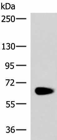 NOTCH4 Polyclonal Antibody (E-AB-53286)