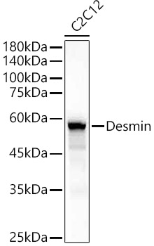 Desmin Polyclonal Antibody (E-AB-93050)