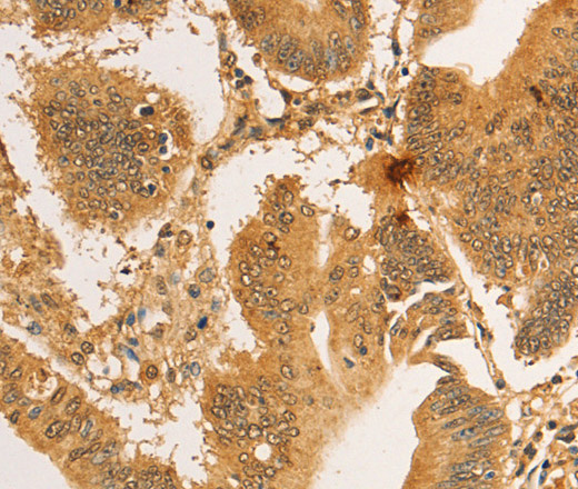 RPL26L1 Polyclonal Antibody (E-AB-10876)