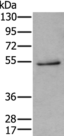 HTR3C Polyclonal Antibody (E-AB-14756)