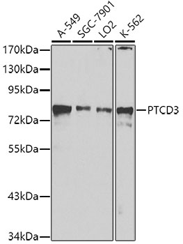 PTCD3 Polyclonal Antibody (E-AB-62466)