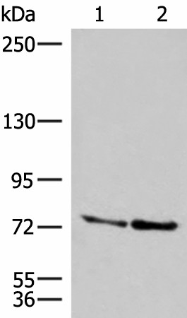 DNAJC14 Polyclonal Antibody (E-AB-52621)