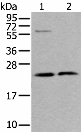 ABHD14B Polyclonal Antibody (E-AB-18410)