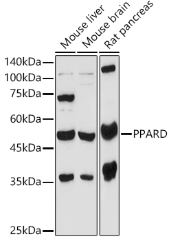 PPARD Polyclonal Antibody (E-AB-61045)