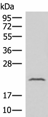 IFNA8 Polyclonal Antibody (E-AB-52032)