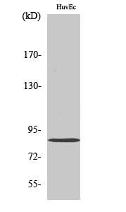 MFN2 Polyclonal Antibody (E-AB-32025)