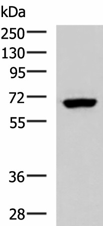 PPP2R1A Polyclonal Antibody (E-AB-19073)