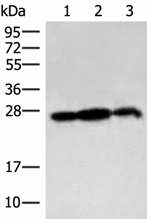 PDAP1 Polyclonal Antibody (E-AB-52832)