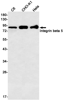 Recombinant Integrin beta 5 Monoclonal Antibody (E-AB-81574)