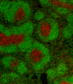 Alexa Fluor® 594 anti-rat IgG1 Antibody (407409)