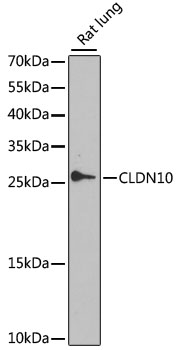 CLDN10 Polyclonal Antibody (E-AB-68031)