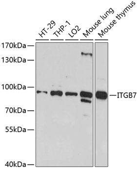 ITGB7 Polyclonal Antibody (E-AB-92686)