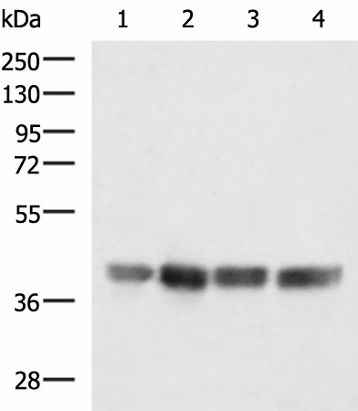 MRPS35 Polyclonal Antibody (E-AB-52862)