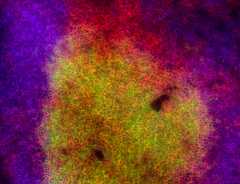 Alexa Fluor® 594 anti-mouse CD45 Antibody (103144)