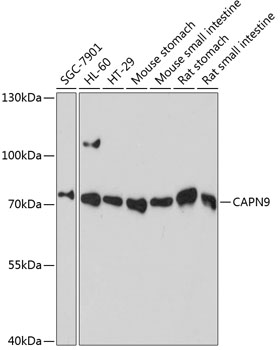 CAPN9 Polyclonal Antibody (E-AB-64825)