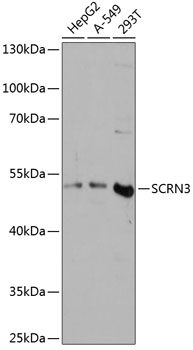 SCRN3 Polyclonal Antibody (E-AB-65001)