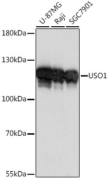 USO1 Polyclonal Antibody (E-AB-66683)
